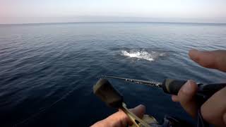 BLUEFIN TUNA near the Shore! (video)