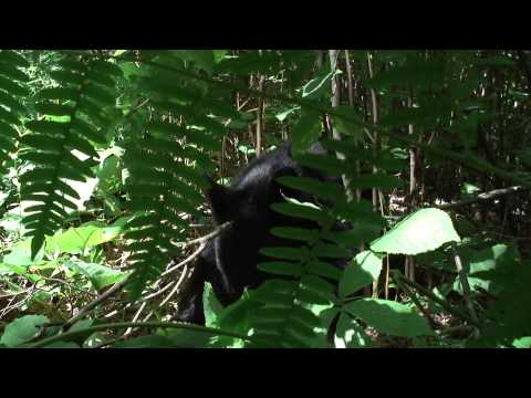 June 18, 2007 - June's cub feeding on hazelnuts