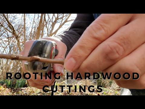 , title : 'How to Root Plants from Hardwood Cuttings in the Winter (Viburnum, Crape Myrtle, Plum, and Peach)'