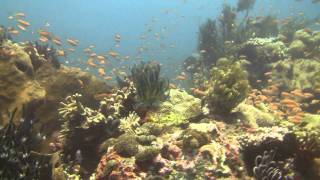 preview picture of video 'Bali, diving between coral and snails near Amed'