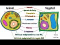 Animal And Plant Cell