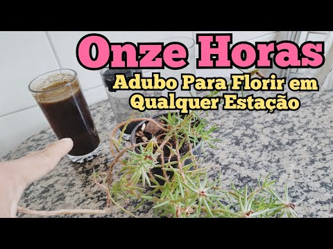 Eleven O'Clock Flower. Fertilizer and care to bloom in any season.