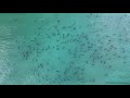 Hundreds of blacktip sharks spotted swimming near Florida beach