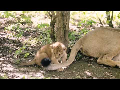 Land of the Lions | London Zoo