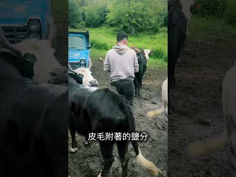 為什麼在牛背上撒鹽