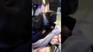 Short haired Guinea Pig Rodents Videos