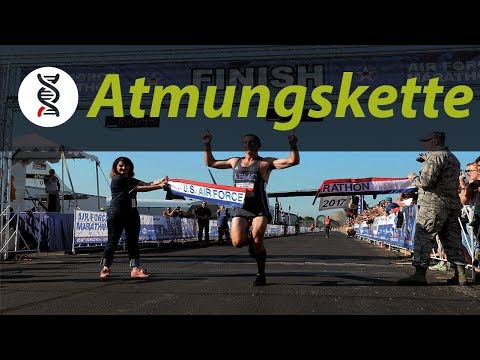 ATMUNGSKETTE EINFACH ERKLÄRT [ABITUR] | studyrunner