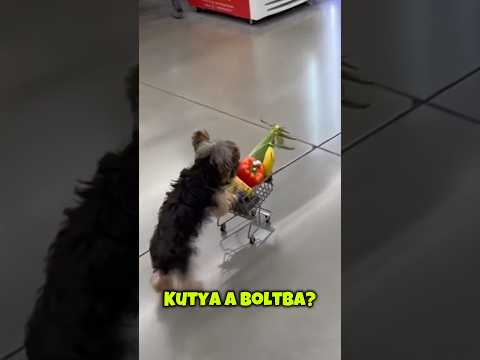 Kutyáját küldte bevásárolni