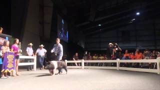 2015 Ohio State Fair Sale of Champions - Grand Champion Barrow