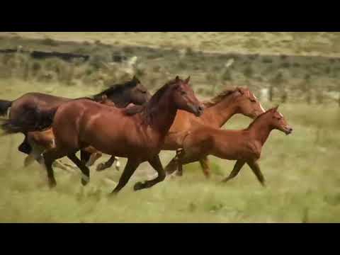 Vizitează Delta Dunării în Campingul din Letea - Himalaya