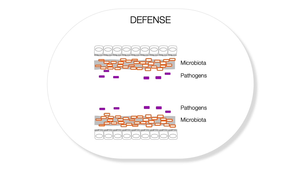 The gut microbiota - Dysbiosis and multiple sclerosis