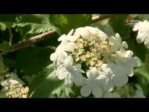 Schneeball - Viburnum, die Welt der Schneebälle