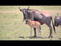 Adult Newly Born Baby Wildebeest Lake Ndutu Tanzania