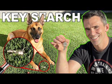 Key Search Trained in One Day! Dog Training!