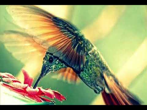 R E M  - Me in honey