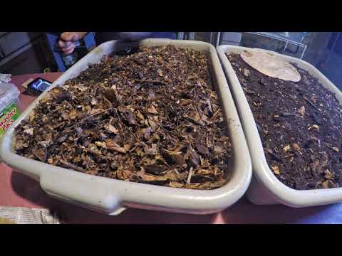 Feed worm bins mango + reveal what's behind black curtain