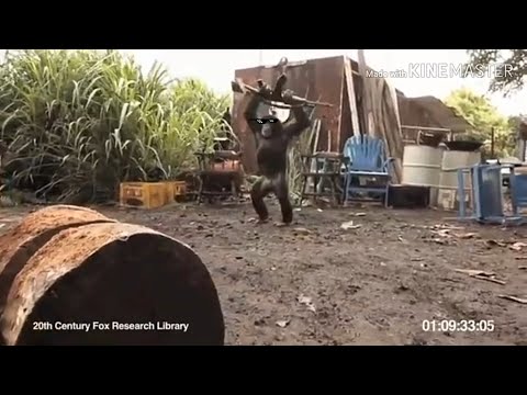 Everybody gangsta till the monkey has the AK-47