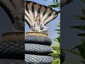 Bhole Baba Pahadon Ke Raja O Bhole Baba Mahadev Songs Bholenath Shiv Mahadev Shorts