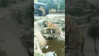 Download lagu aashiq banaya aapne | tiger ride, road | WhatsApp status |urvashi rautela |song | navneet bramhankar mp3 Download lagu aashiq banaya aapne | tiger ride, road | WhatsApp status |urvashi rautela |song | navneet bramhankar mp3