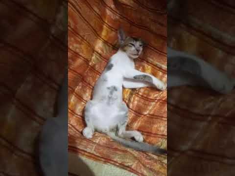 Funny Cat is dozing.