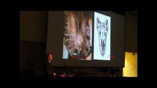 The Life and Times of Tyrannosaurus rex, with Dr. Thomas Holtz