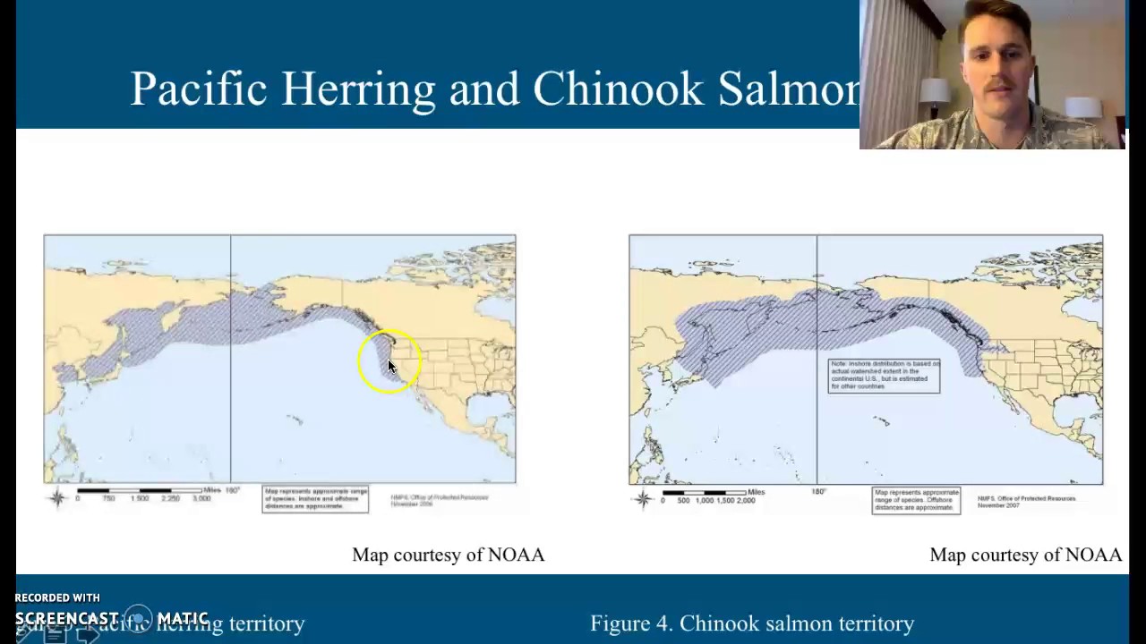 Pacific Herring Presentation