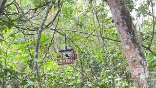 Download lagu Memikat murai batu hutan..dapat murai masih rintik/terotol.. #harrymeng mp3