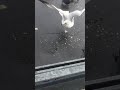 Feeding Seagulls Pizza