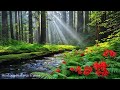 Nature S Serenity Beautiful Relaxing Music Gentle Sounds Tranquil Views To Heal The Soul