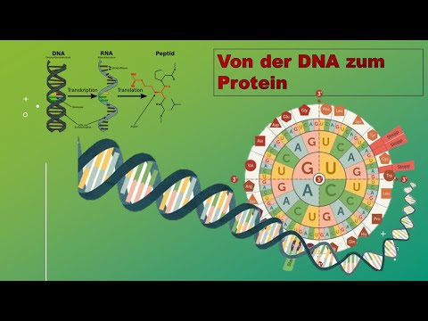 From DNA to protein (lecture cell biology part 10 - with english subtitles)