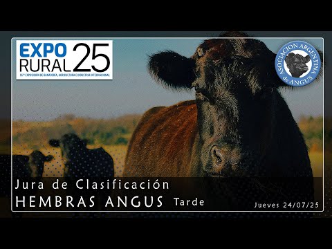 24-07-25 - Expo. Palermo 2025  - Jura Hembras ANGUS - Tarde