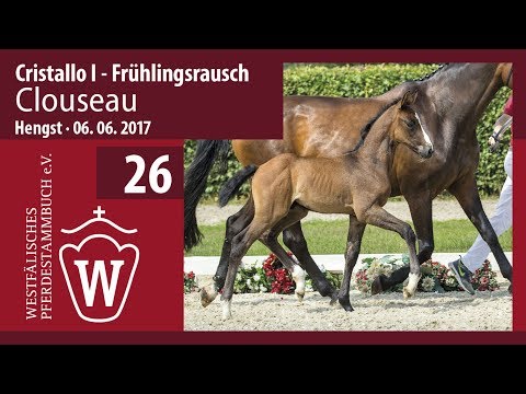 26 Clouseau Hengst v. Cristallo I -  Frühlingsrausch