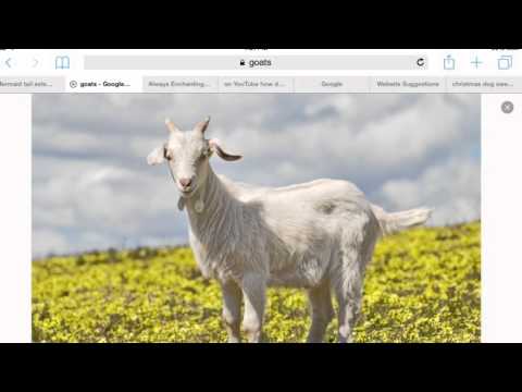 Fainting Goats Vs.Screaming Goats