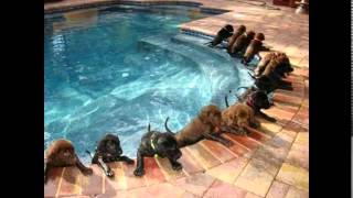 Hen ai hen ai de- Li xing liang