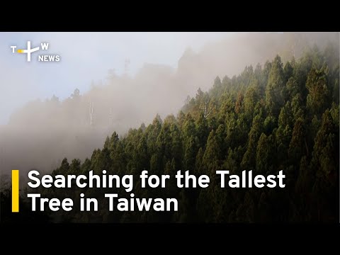 Taiwan Tree