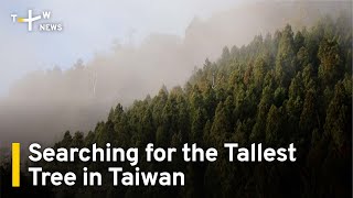 Searching for the Tallest Tree in Taiwan | TaiwanPlus News