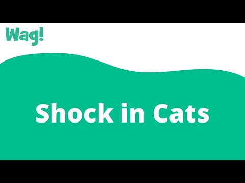 Shock in Cats | Wag!