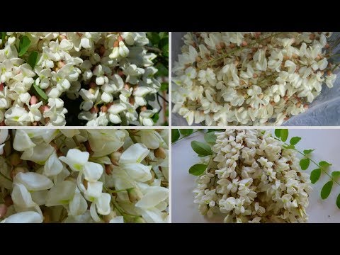 download lagu mp3 mp4 Acacia Flower Edible, download lagu Acacia Flower Edible gratis, unduh video klip Acacia Flower Edible