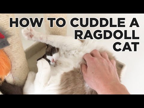 Do ragdolls like to cuddle?
