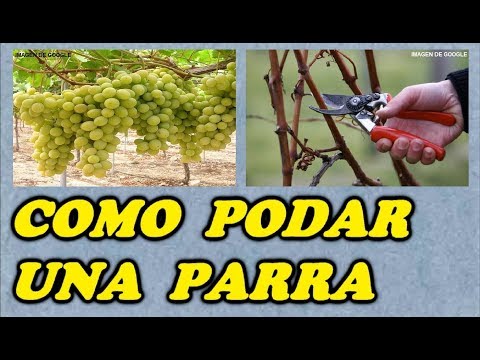 , title : 'Podar una Parra de Uva // Todo Huerta y Jardín'