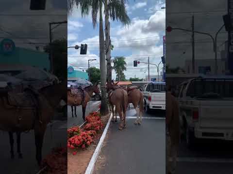 POV: You Live in a City Where Horses Are Still Transportation