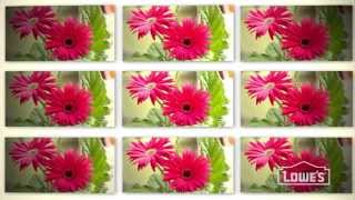 What are Annual Flowers