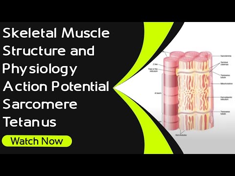 Muscle Structure and Physiology