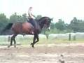 Galileo Reitvideo 2