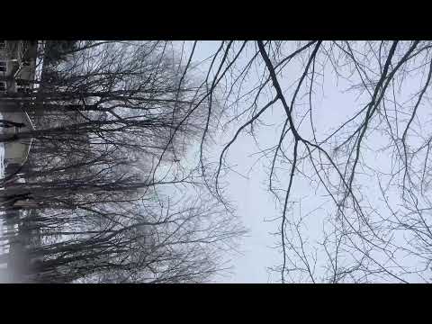 Squirrels, Deer, Bunnies [161]