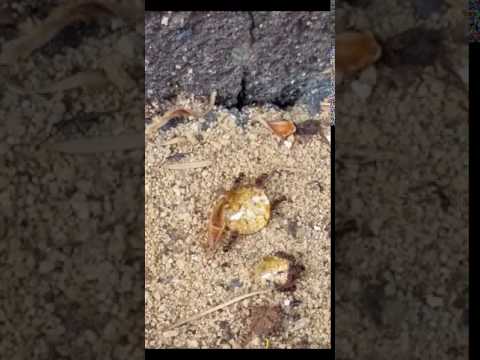 Pavement Ants Are Feasting on Our Gel Bait in Fair Haven, NJ