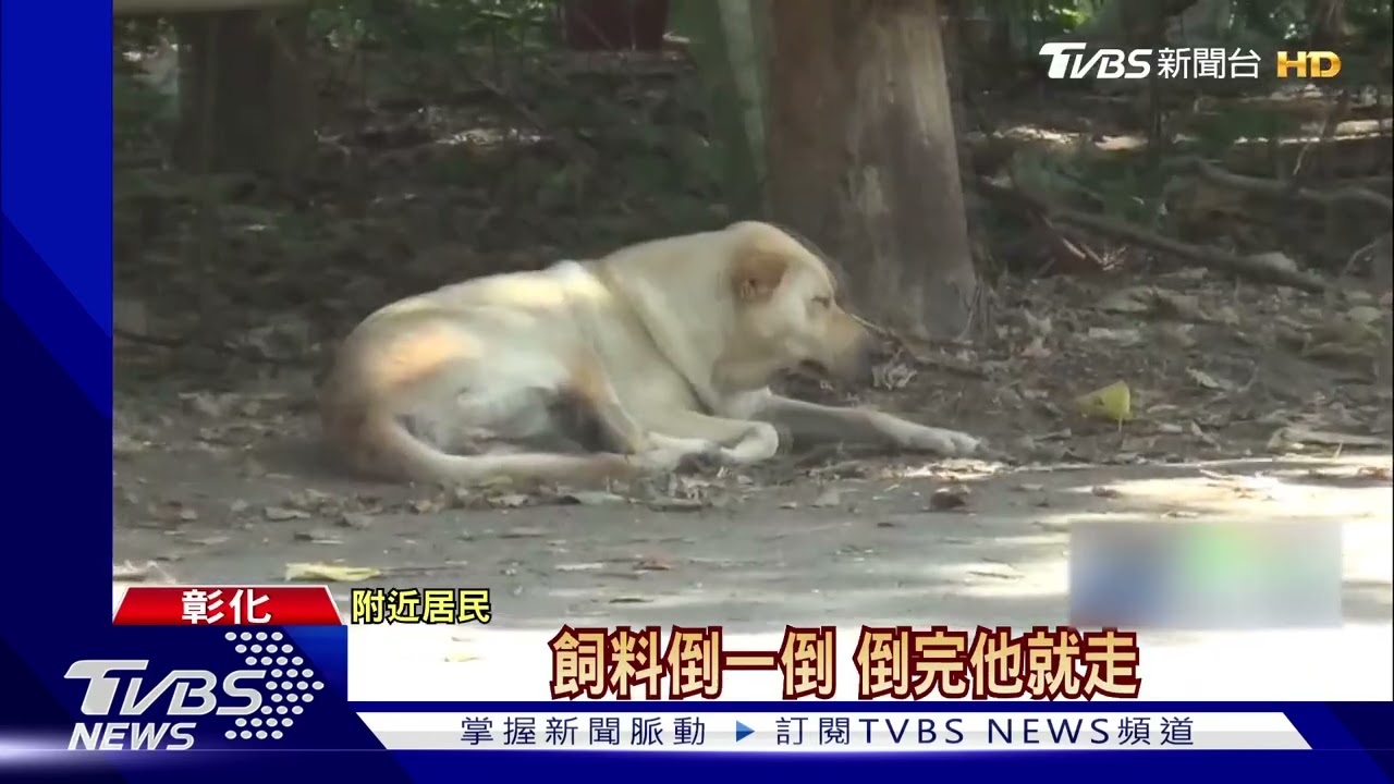 騎彰139縣道「閃野狗」失控滑進對向 害3車連撞