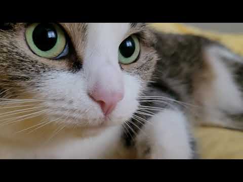 Purring and fluffiness, that's the whole cat Misha