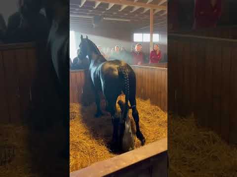 A Beautiful Horse Gives Birth in a German Village 🇩🇪🐎 #horse #viral #video #shorts