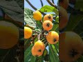 What is the best loquat variety?#shorts